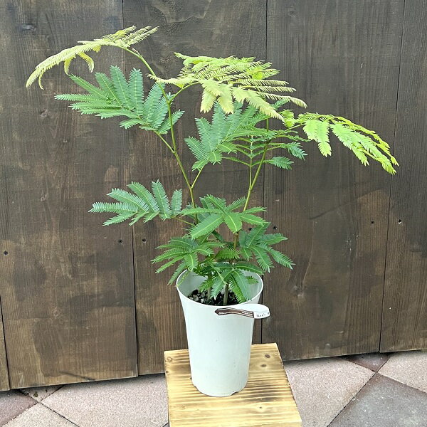 おしゃれ観葉植物：エバーフレッシュ...
