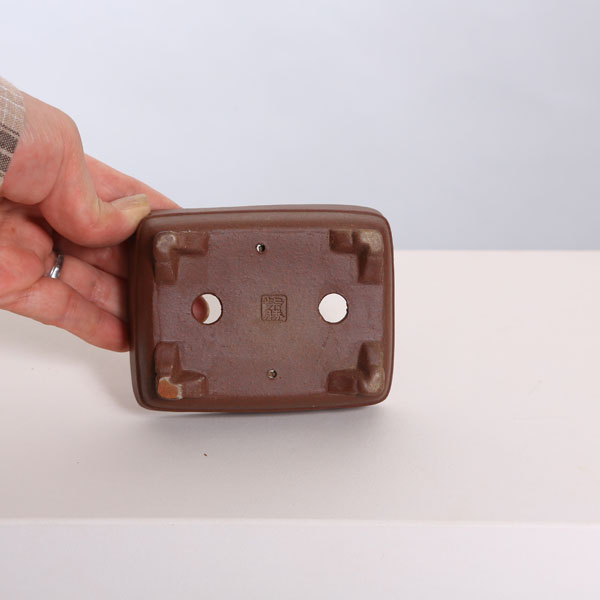 ���微ȭ���ƾ���Ĺ��ȭ��10.0cm�ڸ��ʡ�