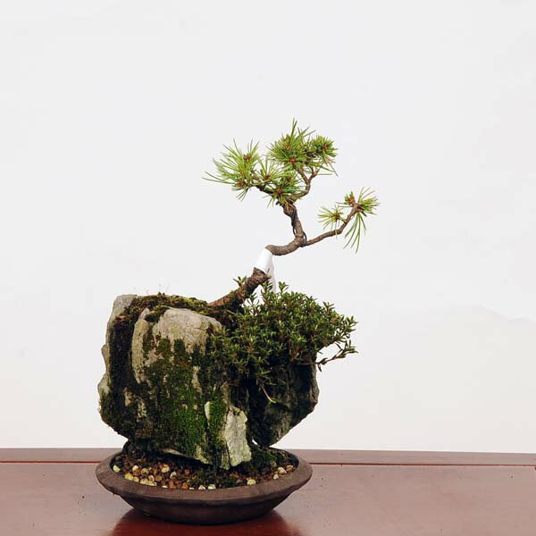 盆栽：五葉松石付　現品*ごようまつ　ゴヨウマツ　Goyoumatsu bonsai 中品盆栽