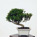 ~́Fkɂ@i* `JY ߂@Chirimen bonsai i~
