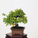 盆栽：楡欅（にれけやき）　現品*ニレケヤキ keyaki bonsai　小品盆栽