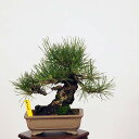 ~́FIO͍*i ܂@N}c@Kuromatsu bonsai i~