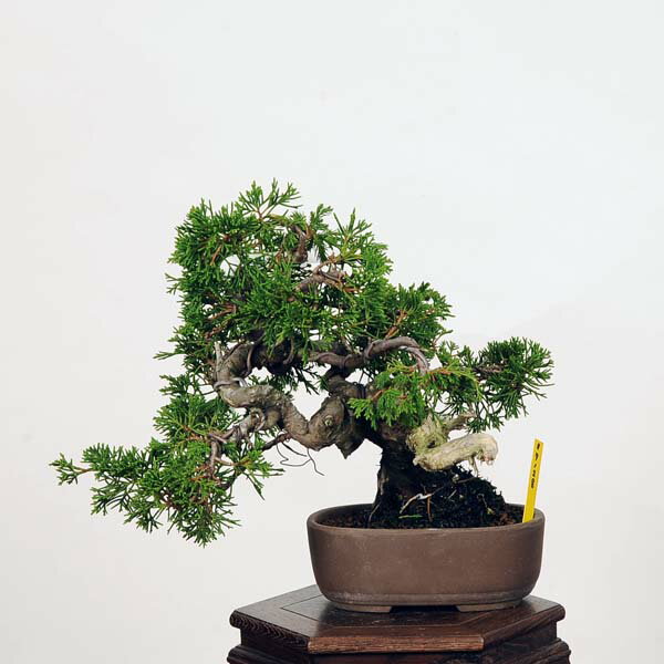 盆栽：特選糸魚川真柏 現品* しんぱく　シンパク　Shinpaku bonsai 小品盆栽