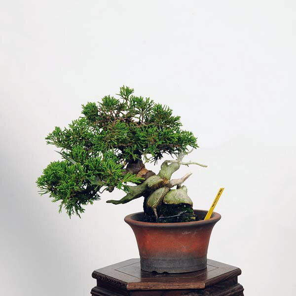 盆栽：特選糸魚川真柏 現品* しんぱく　シンパク　Shinpaku bonsai 小品盆栽