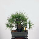 盆栽：特選三河黒松*現品 くろまつ　クロマツ　Kuromatsu bonsai 小品盆栽