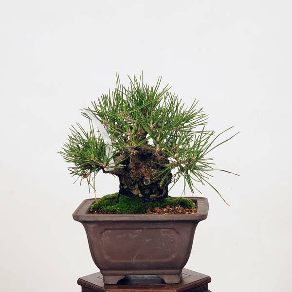 盆栽：特選三河黒松*現品 くろまつ　クロマツ　Kuromatsu bonsai 小品盆栽