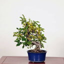 ͷߺϡŷԾŹ㤨ߺϡܫ (ߤޤɤ* ߥޥɥ Kaidou bonsai ߺϡפβǤʤ30,800ߤˤʤޤ