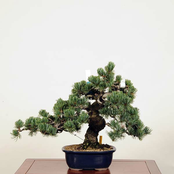 盆栽：特選五葉松 現品 *ごようまつ　ゴヨウマツ　Goyoumatsu bonsai 中品盆栽