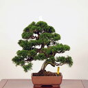 盆栽：特選糸魚川真柏 現品* しんぱく　シンパク　Shinpaku bonsai 中品盆栽