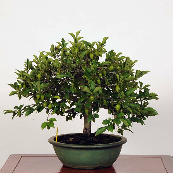 盆栽：特選ろうや柿 現品*ロウヤ柿　Rouyagaaki bonsai中品盆栽