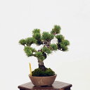 盆栽：五葉松*現品 ごようまつ　ゴヨウマツ　Goyoumatsu bonsai 小品盆栽