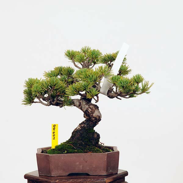 盆栽：特選五葉松*　現品 ごようまつ　ゴヨウマツ　Goyoumatsu bonsai 小品盆栽