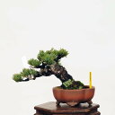 ~́FIܗt*@i 悤܂@SE}c@Goyoumatsu bonsai i~