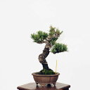 ~́Fܗt*i 悤܂@SE}c@Goyoumatsu bonsai i~