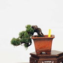 盆栽：特選五葉松*　現品 ごようまつ　ゴヨウマツ　Goyoumatsu bonsai 小品盆栽