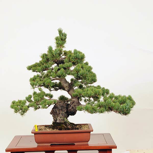 盆栽：五葉松* 現品 ごようまつ ゴヨウマツ Goyoumatsu bonsai 大品盆栽 大型ヤマト便配送