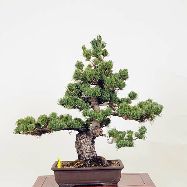 盆栽：五葉松* 現品 ごようまつ ゴヨウマツ Goyoumatsu bonsai 大品盆栽 大型ヤマト便配送