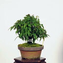 盆栽：欅(けやき)　現品*ケヤキ Zelkova serrata　Keyaki bonsai 小品盆栽