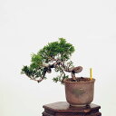 盆栽：糸魚川真柏 現品* しんぱく　シンパク Sabina chinesis　Shinpaku bonsai 小品盆栽