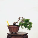 ~́F^ i* ς@VpN Sabina chinesis@Shinpaku bonsai i~