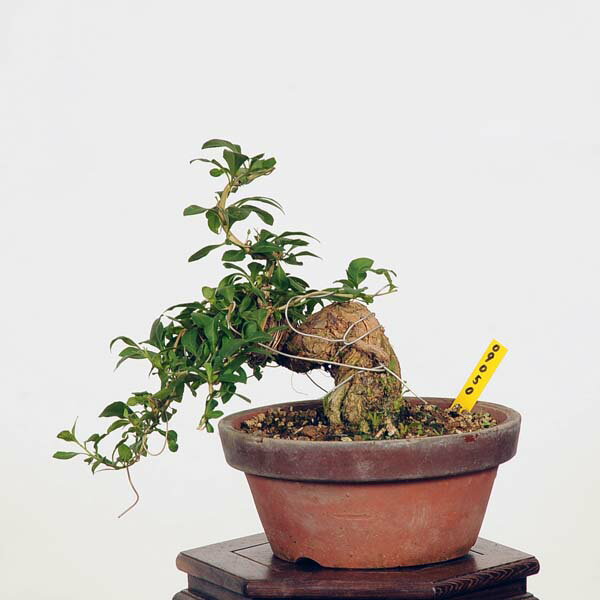 ߺϡ۹ʥˤ*(ȭͭ) kuko bonsai Lycium chinense ߺ