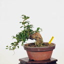 ~́FmXiNRj*(JPL)i kuko bonsai Lycium chinense i~