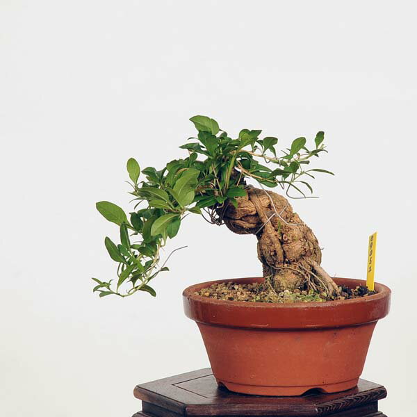 ߺϡ۹ʥˤ* kuko bonsai Lycium chinense ߺ