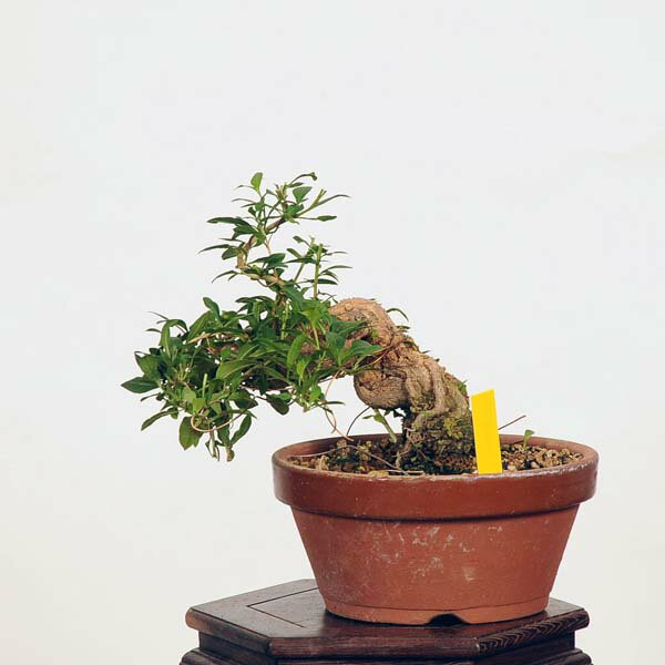 ߺϡ۹ʥˤ* kuko bonsai Lycium chinense ߺ