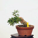 ~́FmXiNRj*i kuko bonsai Lycium chinense i~