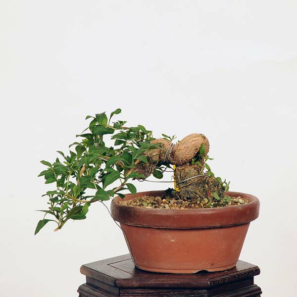 ߺϡ۹ʥˤ*(ȭͭ) kuko bonsai Lycium chinense ߺ