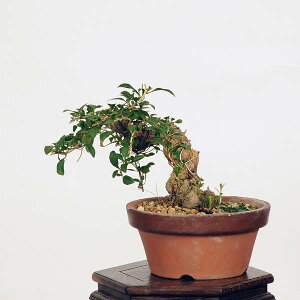 ߺϡ۹ʥˤ*(ȭͭ) kuko bonsai Lycium chinense ߺ