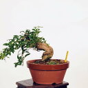 ~́FmXiNRj*i kuko bonsai Lycium chinense i~