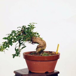 盆栽：枸杞（クコ）くこ*現品 kuko bonsai Lycium chinense 小品盆栽