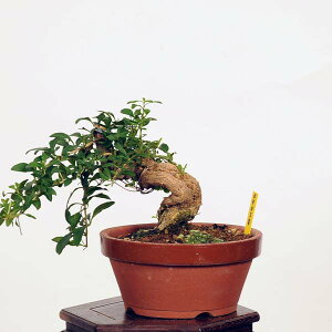 ߺϡ۹ʥˤ* kuko bonsai Lycium chinense ߺ