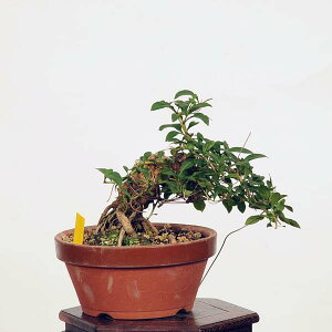 ߺϡ۹ʥˤ* kuko bonsai Lycium chinense ߺ