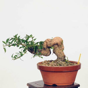 ߺϡ۹ʥˤ* kuko bonsai Lycium chinense ߺ