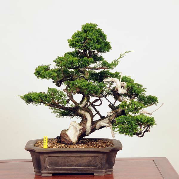 盆栽：特選糸魚川真柏 現品* しんぱく　シンパク　Shinpaku bonsai 中品盆栽