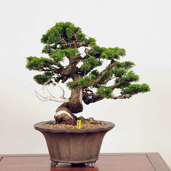 盆栽：特選糸魚川真柏 現品* しんぱく　シンパク　Shinpaku bonsai 中品盆栽