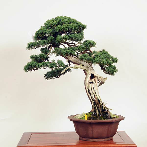 盆栽：特選真柏 現品* しんぱく シンパク　Shinpaku bonsai 大品盆栽 大型ヤマト便配送