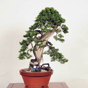 盆栽：特選糸魚川真柏 現品* しんぱく　シンパク　Shinpaku bonsai　大品盆栽　松柏盆栽