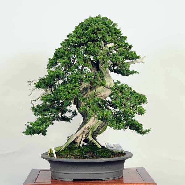 盆栽：特選糸魚川真柏 現品* しんぱく　シンパク　Shinpaku bonsai　大品盆栽　松柏盆栽