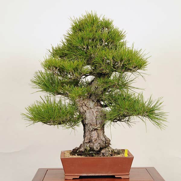 盆栽：特選三河黒松現品*くろまつ　クロマツ　kuromatsu bonsai　大品盆栽 佐川便配送