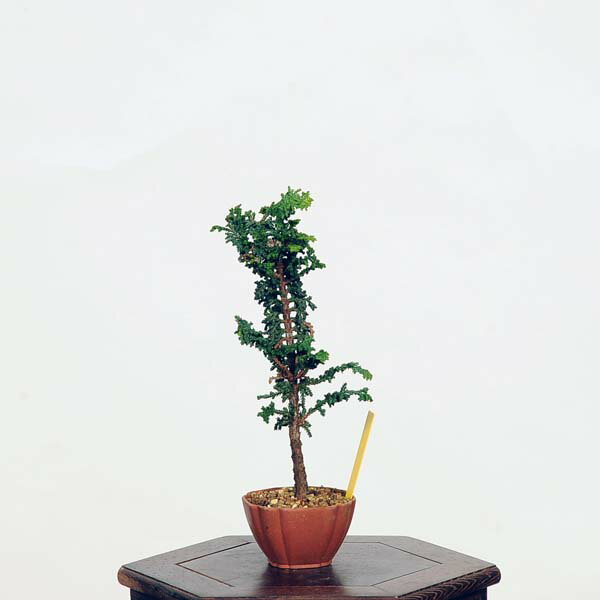 盆栽：石化桧(ひのき)　現品　*ヒノキ　Hinoki bonsai ミニ盆栽