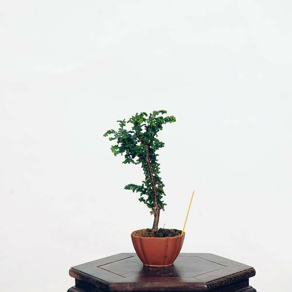 盆栽：石化桧(ひのき)　現品　*ヒノキ　Hinoki bonsai ミニ盆栽