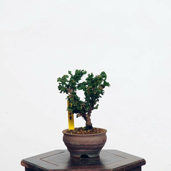 盆栽：石化桧(ひのき)　現品　*ヒノキ　Hinoki bonsai ミニ盆栽
