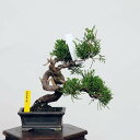 ~́F^ i* ς@VpN Sabina chinesis@Shinpaku bonsai i~