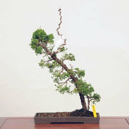 盆栽：糸魚川真柏 現品* しんぱく　シンパク Sabina chinesis　Shinpaku bonsai 中品盆栽