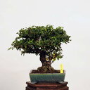 盆栽：特選楡欅(鉢　鴻陽)にれけやき　現品*ニレケヤキ　keyaki bonsai　中品盆栽