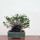 盆栽：特選白花長寿梅 現品*チョウジュバイ　chojyubai bonsai 小品盆栽