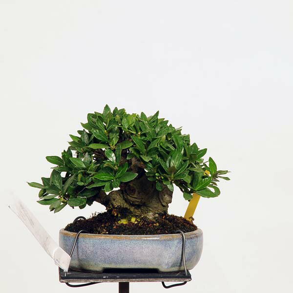 盆栽：特選梔子(くちなし)　現品*クチナシ　Minarikuchinashi bonsai　小品盆栽